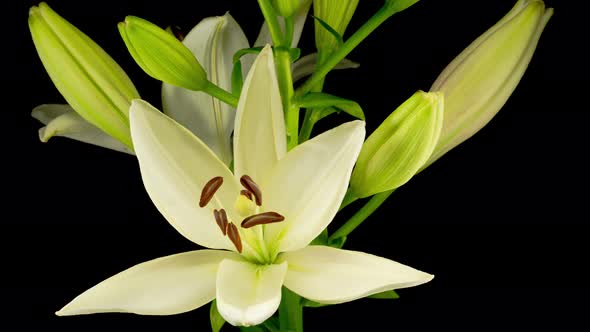 Time Lapse of Beautiful White Lily Flower Blossoms