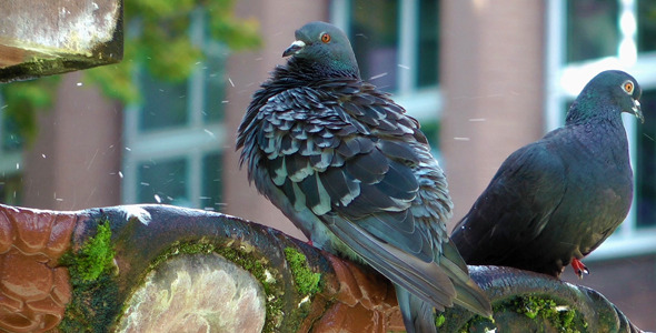 Pigeons Drinking Water From Old Mossy Fountain