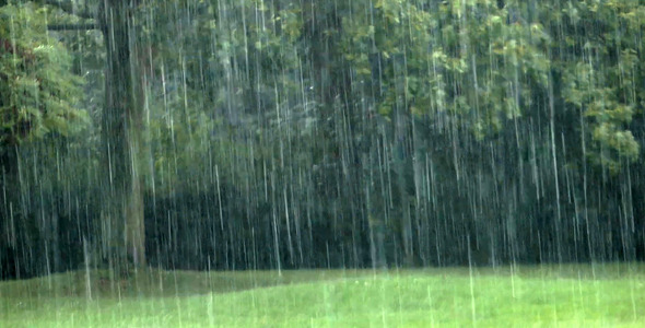The Rain and the Green Nature Trees 3