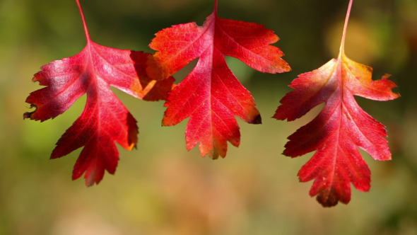 Three Leaf of Hawthorn