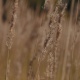 Ears Of Wheat - VideoHive Item for Sale