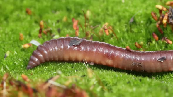 An Earthworm is a Terrestrial Invertebrate That Belongs to the Class Clitellata