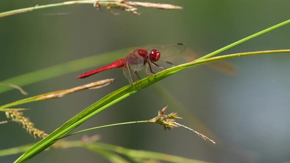 Red colored male dragonfly resting on grass stalk in nature and enjoying sunny day,close up with blu