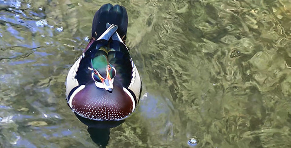 Beautiful Sweet Duck in Nature