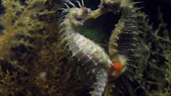 Seahorse Gutulatus eggs pass fail