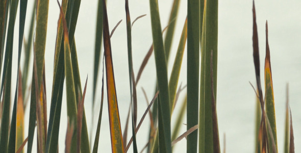 Softly Swaying Reeds