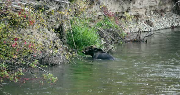 A Grizzly bear swimming in a river in Bella Coola stops at the grassy river bank and eats grass.