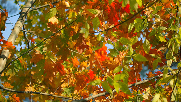 Colorful Fall Leaves