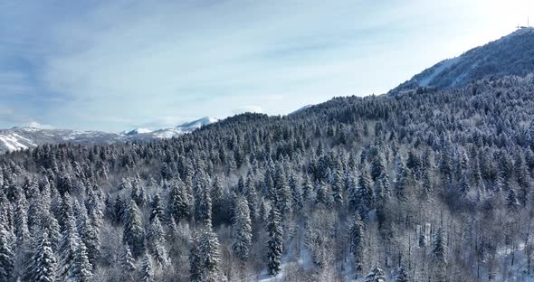 Aerial view of frozen forest with snow covered trees at winter. Flight above mountains in Bakuriani