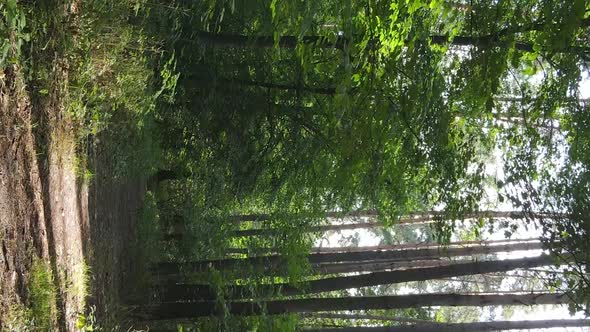 Vertical Video of a Beautiful Forest in Summer