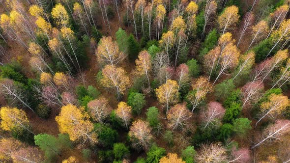 Autumn Forest