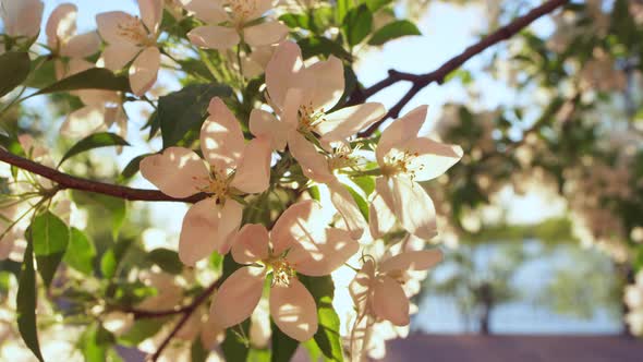 Apple Tree Flowers on Branch Blooming Against Peaceful Sunset in Late Evening