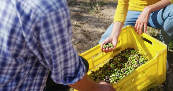 Happy couple looking at harvested olives in crate 4k