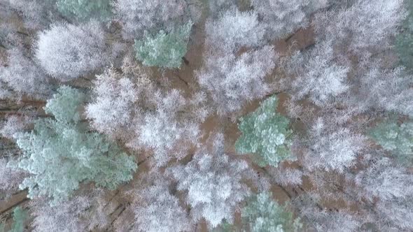 Snow Covered Trees