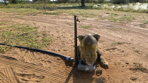 Black-maned Lion Lying On The Sand While Drinking On The Plastic Bottle Beside The Water Faucet On A