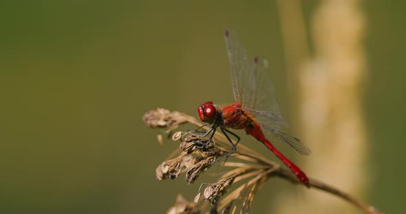 Scarlet Dragonfly Crocothemis Erythraea is a Species of Dragonfly in the Family Libellulidae