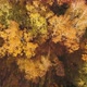 A drone flies over the autumn forest. Autumn in central Russia. The view from the height - VideoHive Item for Sale