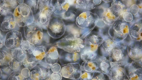 Colony of Rotifera Synchaeta sp. and larva nauplios Cirripedia, Balanomorpha under a microscope