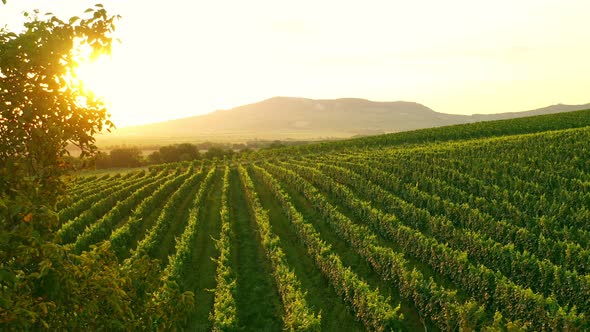 Aerial Drone Shot of Sunny Wineyard at Sunrise