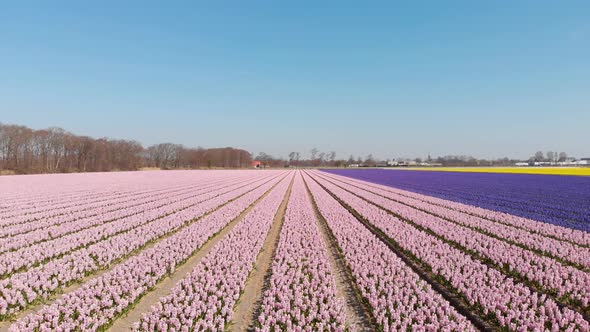 Field Of Dutch Hyacinth In Blooms With Different Color Of Flowers. Dolly Shot