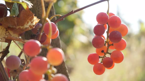 Red Vitis vinifera fruit  in a vineyard close-up 4K video