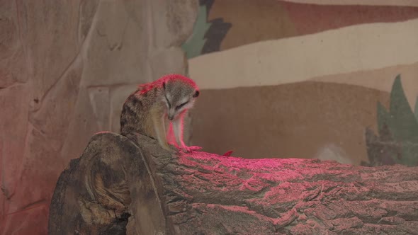 Meerkat or Suricata Suricatta. Suricate Is Playing with Straw.