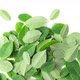 Moringa Leaves Panning - VideoHive Item for Sale