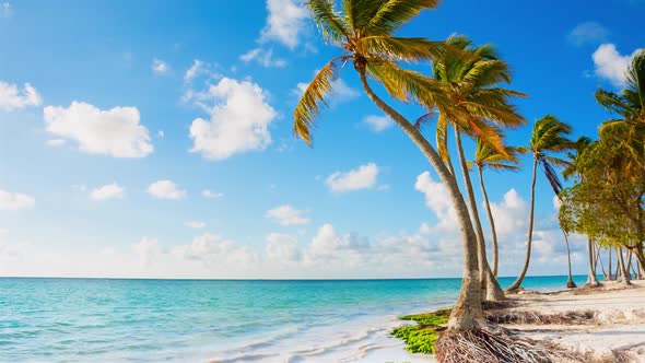 Coastline with palm trees