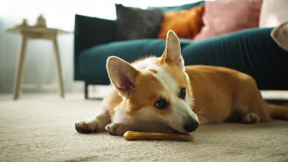 Corgi Eating Bone on Floor Closeup