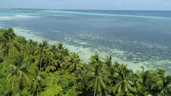 Island Palm Trees