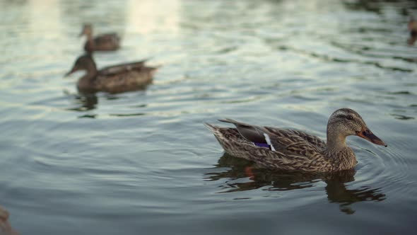Wild Ducks Swim on the Lake in the Evening