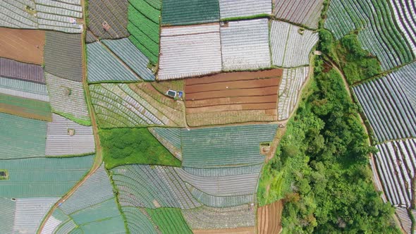 Aerial top view of agricultural fields, leek plantations in Java, Indonesia