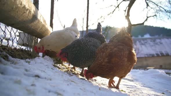 Various Chicken Feed Grain in Organic Farm with Free Range in Sunny Winter