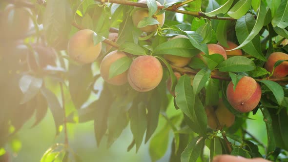 Woman Picking Peaches