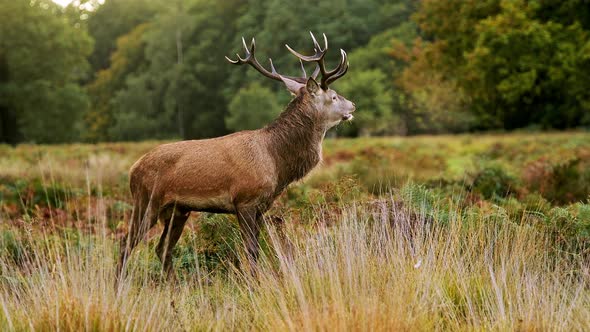 Male Red Deer Stag (cervus elaphus) during deer rut in beautiful fern and forest landscape and scene