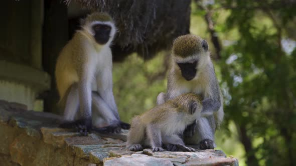 A family of monkeys resting under the bright sun in the hot savannah. African safariA family of monk