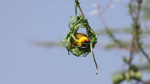 750151 Village Weaver, ploceus cucullatus, Male working on Nest, Bogoria Park in Kenya, Real Time