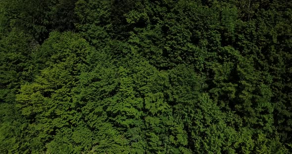 Aerial Top View of Forest From Above Summer Green Trees in Forest Background Caucasus Russia