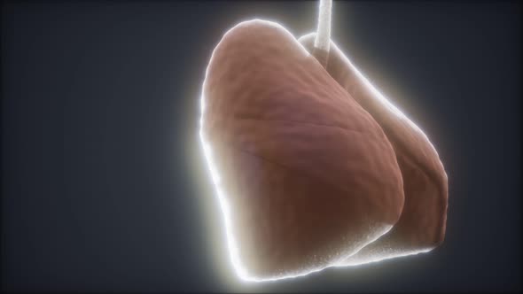 Loop 3d Rendered Medically Accurate Animation of the Human Lung