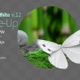 Butterfly Small White 12 - VideoHive Item for Sale