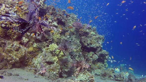 Lion-Fish Beautiful Coral Garden