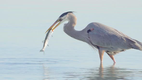 Great blue heron bird hunting and catching barracuda in South Florida beach coast