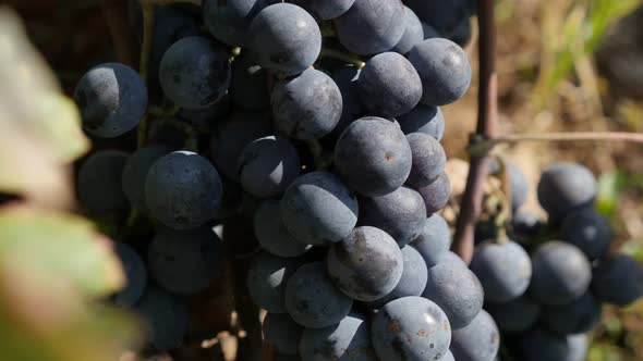Slow tilt over grapes in a vineyard 4K video