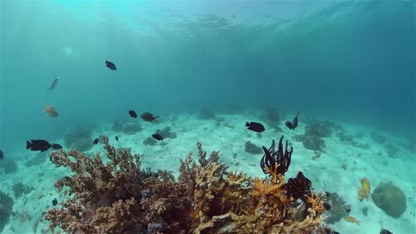 Coral Reef and Tropical Fish Underwater