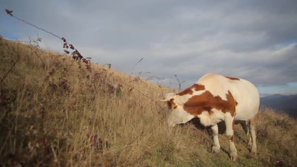 Cow grazing on a hill