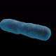 Bacteria 3D - VideoHive Item for Sale