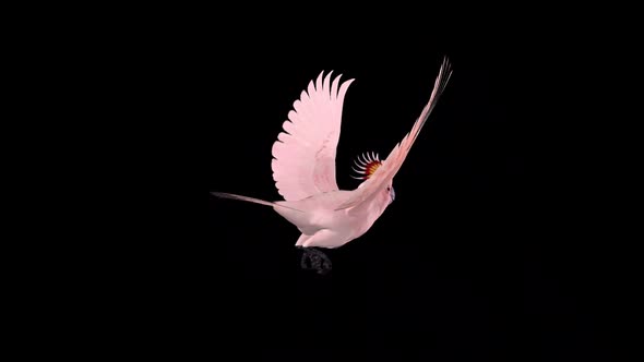 Pink Parrot - Mitchell's Cockatoo - Flying Loop - Back Angle - Alpha Channel