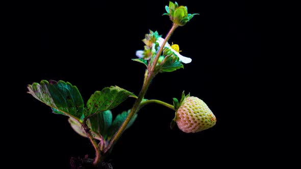 Strawberry Bush Ripens in a Time Lapse on a Black Background Ripening Remontant Strawberry