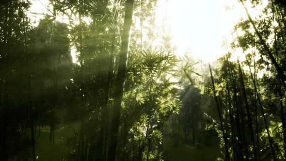 Green Bamboo Leaves in a Light Fog