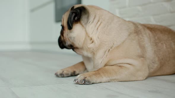 Cute Pug Sleeping on the Floor